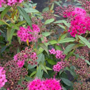 Roter Spierstrauch 'Dart's Red'