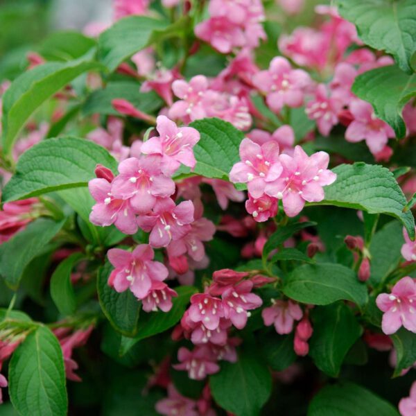 Weigelie 'Styriaca'