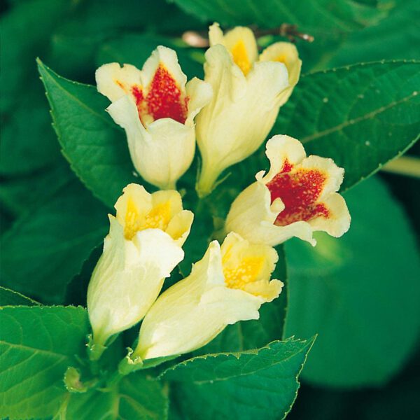Gelbe Weigelie 'Feuerkelch'