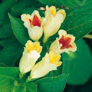 Gelbe Weigelie 'Feuerkelch'