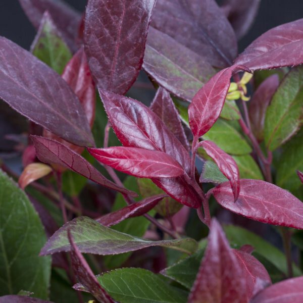 Traubenmyrthe 'Scarletta®'