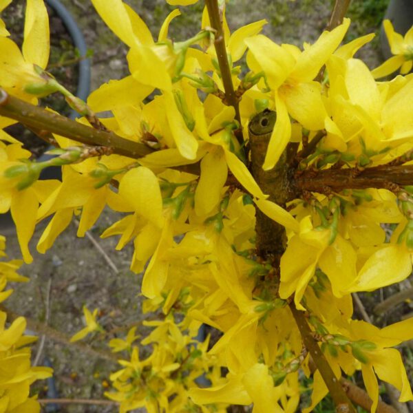 Goldglöckchen / Forsythie 'Weekend'