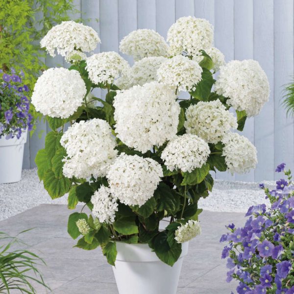 Ballhortensie 'Annabelle'