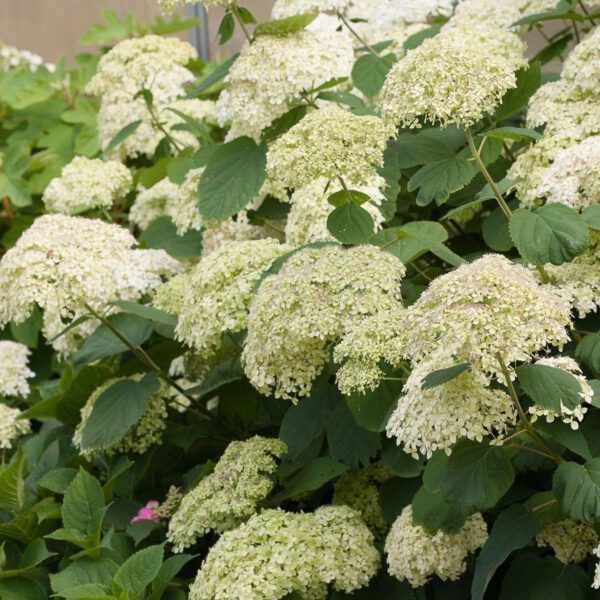 Ballhortensie 'Lime Rickey'®