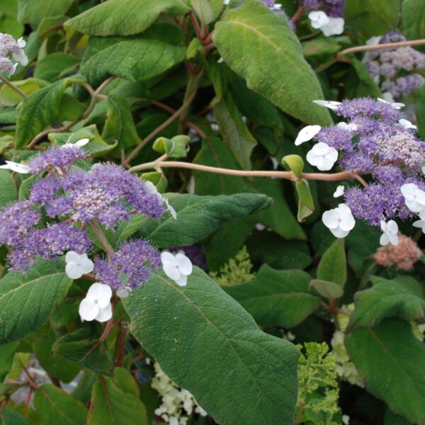 Samthortensie / Fellhortensie