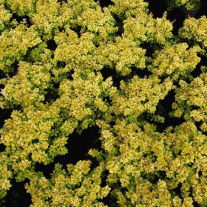 Gelbe Zwerg-Berberitze 'Bonanza Gold®'