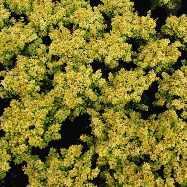 Gelbe Zwerg-Berberitze 'Bonanza Gold®'