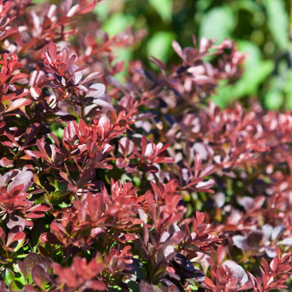 Rote Zwergberberitze 'Atropurpurea Nana'