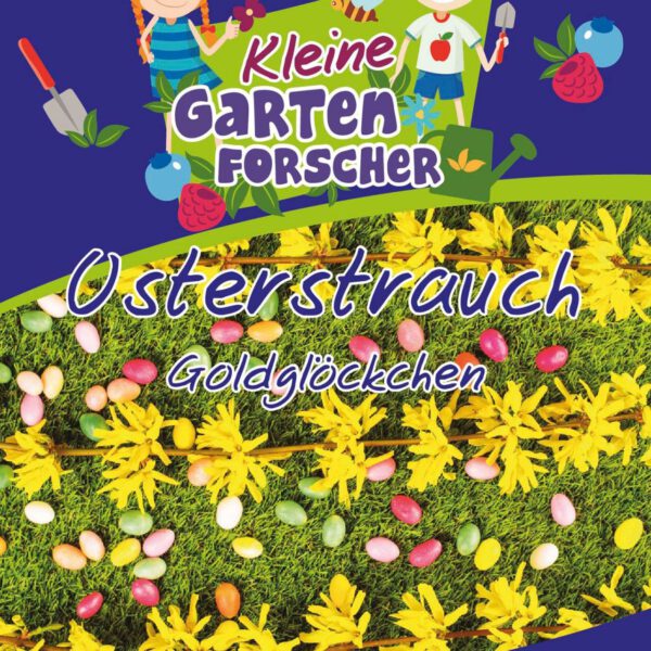 Goldglöckchen 'Osterstrauch' Kleine Gartenforscher