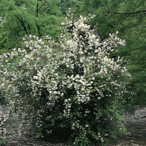 Duftender Bauernjasmin - Pfeifenstrauch