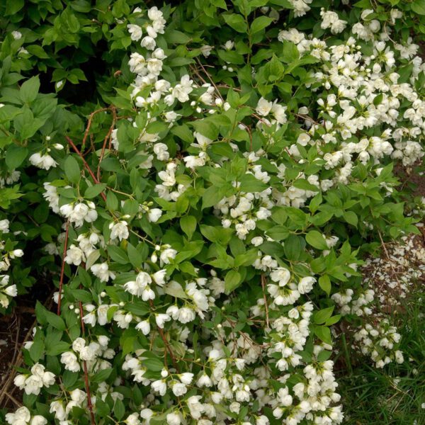 Gefüllter Gartenjasmin 'Manteau d'Hermine'