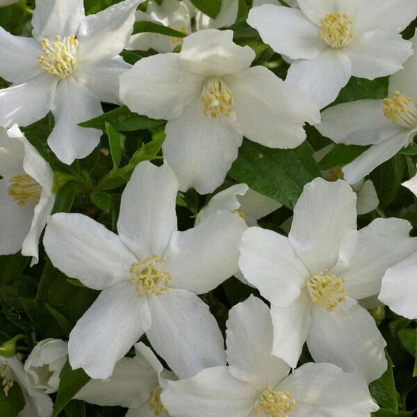 Pfeifenstrauch 'Silberregen' / Erdbeerjasmin