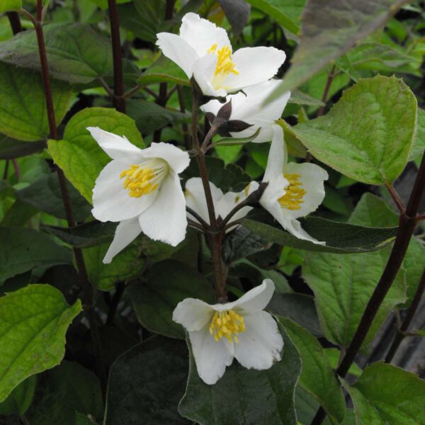 Jasmin 'Starbright®'