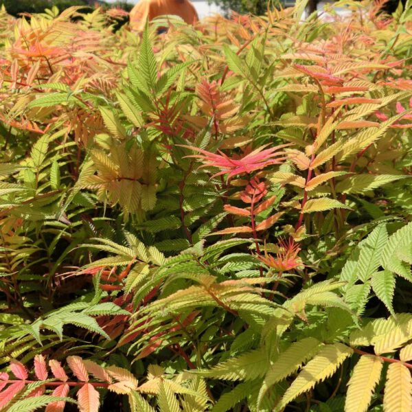 Fiederspiere 'Sem®'