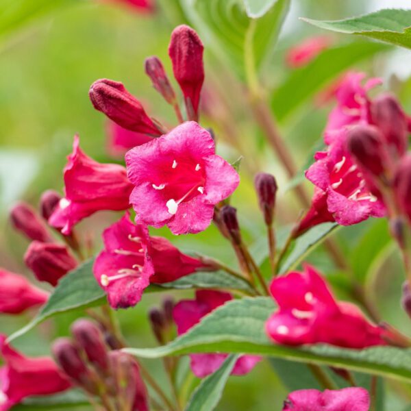 Weigelie 'Bristol Ruby'