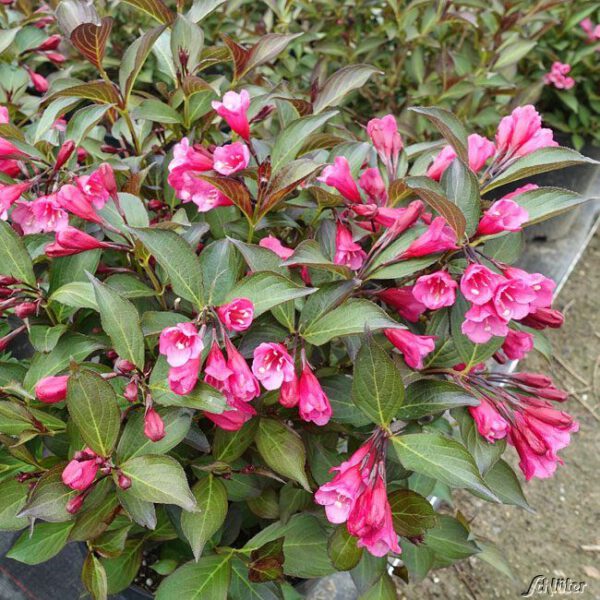 Dunkellaubige Weigelie 'Alexandra'