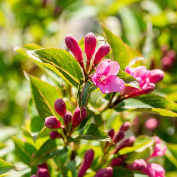 Zwerg-Weigelie 'Pink Poppet'