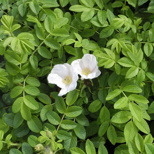 Hagebutte 'Alba' - Syltrose weiß - Apfelrose - Kartoffelrose