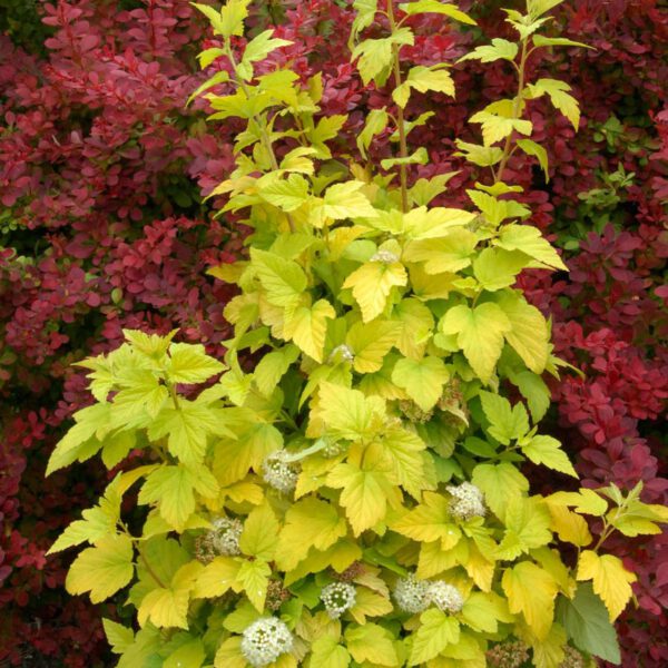 Fasanenspiere 'Angel Gold'