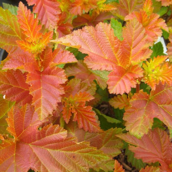 Blasenspiere 'Amber Jubilee®'