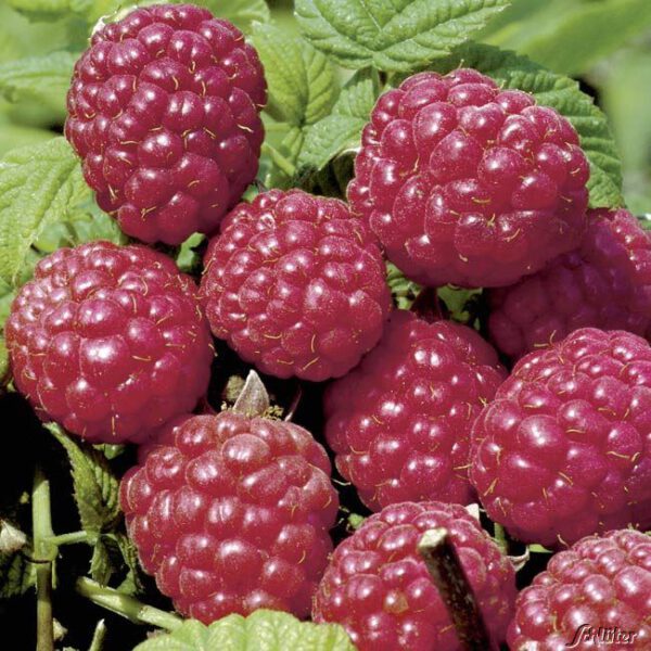 Sommerhimbeere 'Meeker'