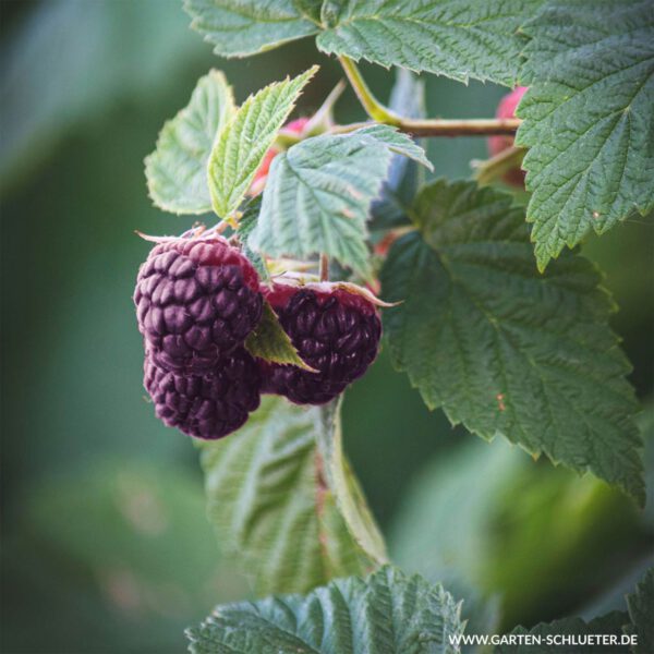 Dornenlose Sommerhimbeere 'Glen Coe'