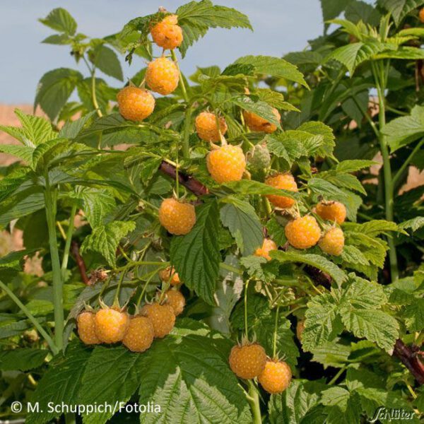 Sommerhimbeere 'Twoface'