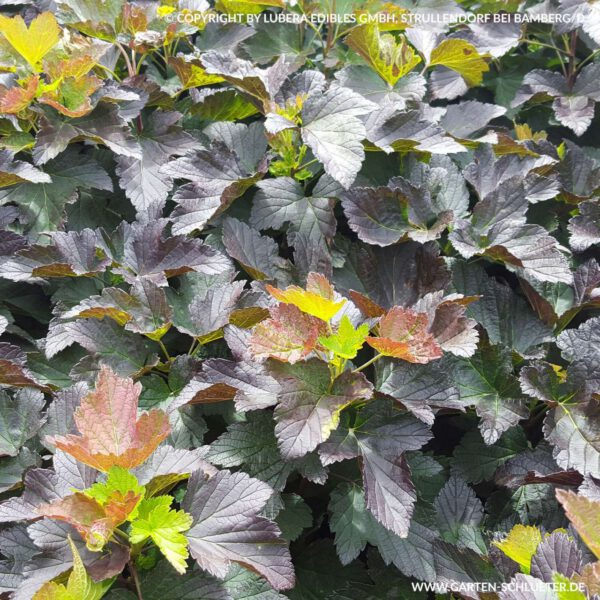 Schwarze Johannisbeere 'Black'n'Red'