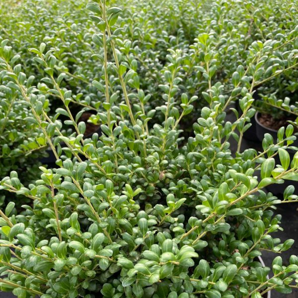 Japanischer Ilex 'Convexa' - Löffel-Ilex