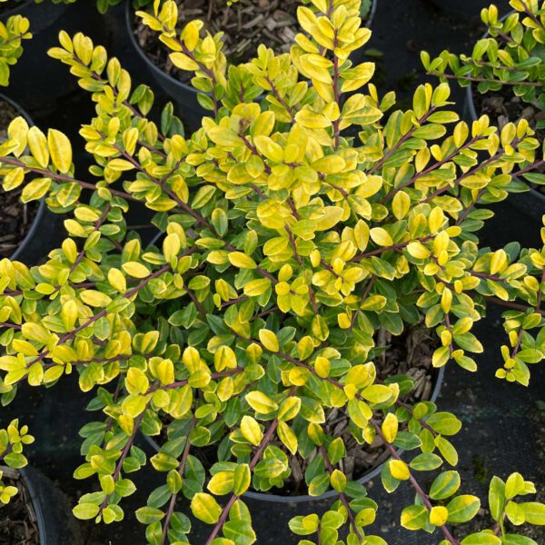 Gelber Berg-Ilex 'Golden Gem'