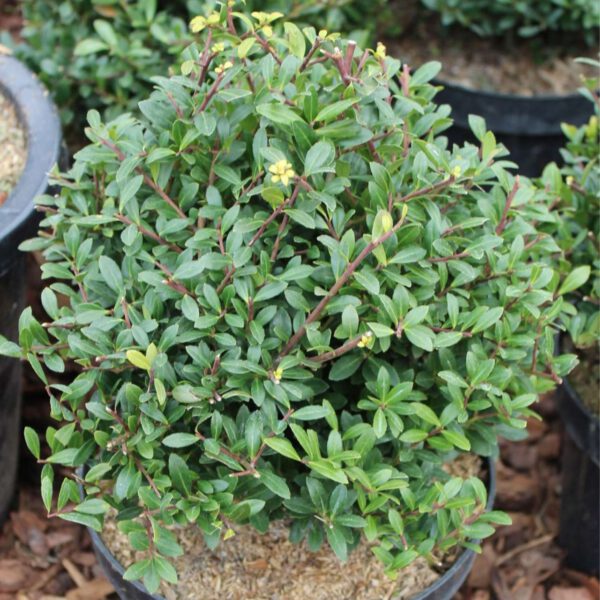 Niedriger Berg-Ilex 'Stokes'