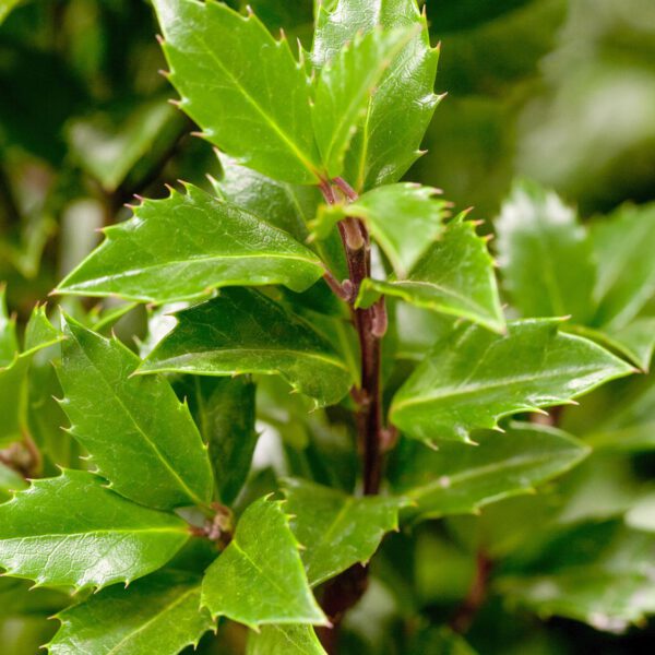 Stechpalme-Ilex 'Heckenpracht'