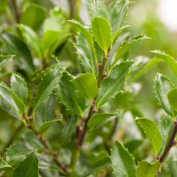 Stechpalme - Ilex 'Heckenfee'