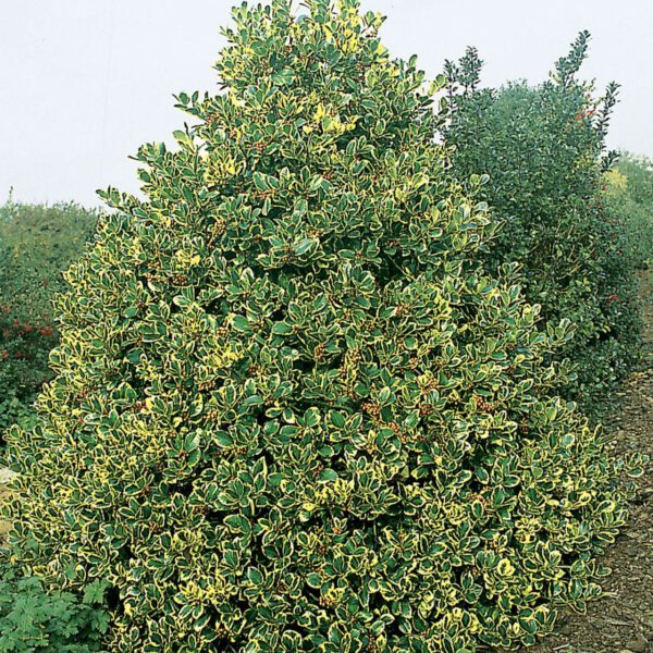 Gelbbunte Stechpalme 'Golden King'