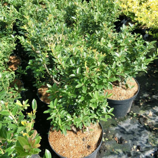 Ilex 'Dark Green®'