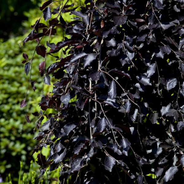 Veredelte Blutbuche 'Atropunicea'
