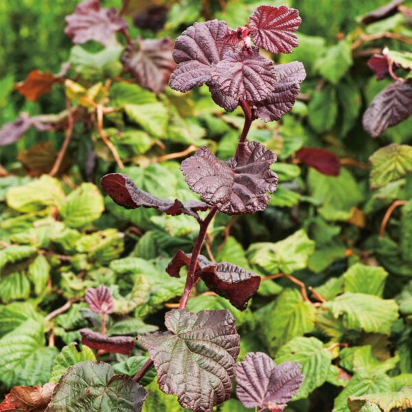 Rote Korkenzieherhaselnuss 'Red Majestic'