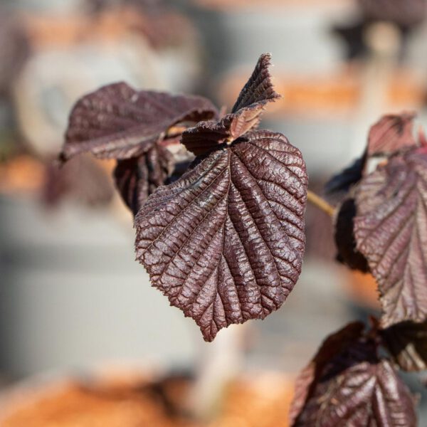 Bluthasel 'Purpurea' - Purpurhasel