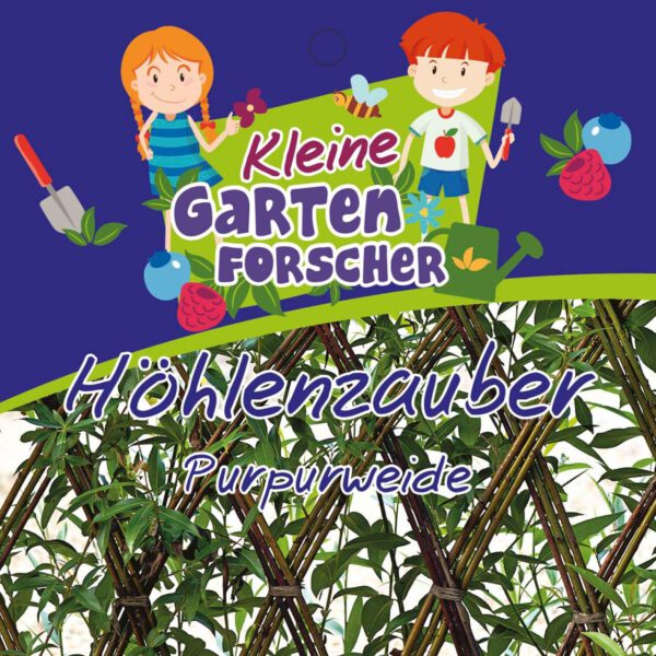 Purpurweide 'Höhlenzauber' Kleine Gartenforscher