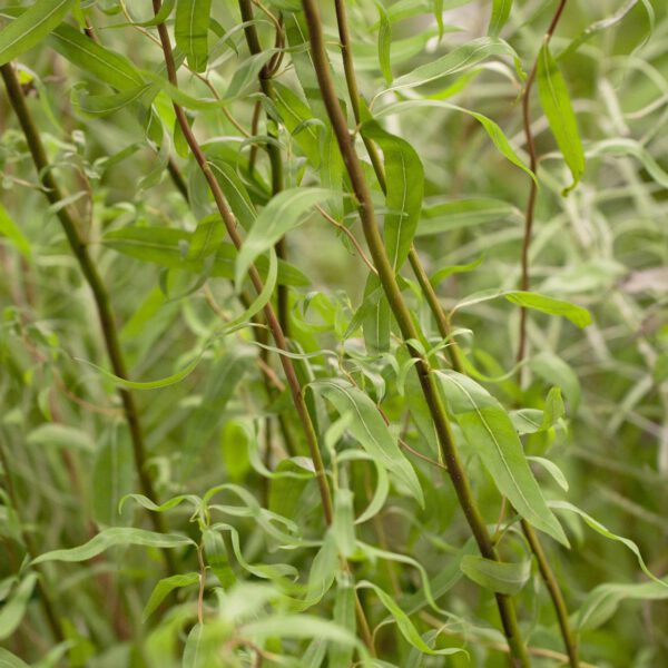 Korkenzieherweide 'Tortuosa'