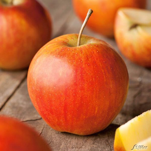 Apfel 'Rubinette' - 'Rafzubin' Herbstapfel