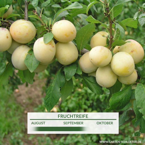 Mirabelle 'Bellamira®'