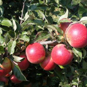 Herbstapfel 'Holsteiner Cox'
