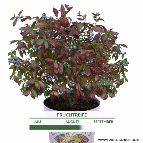 Heidelbeere 'Cabernet Splash'