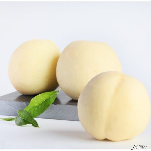 Weißer Pfirsich 'Icepeach'