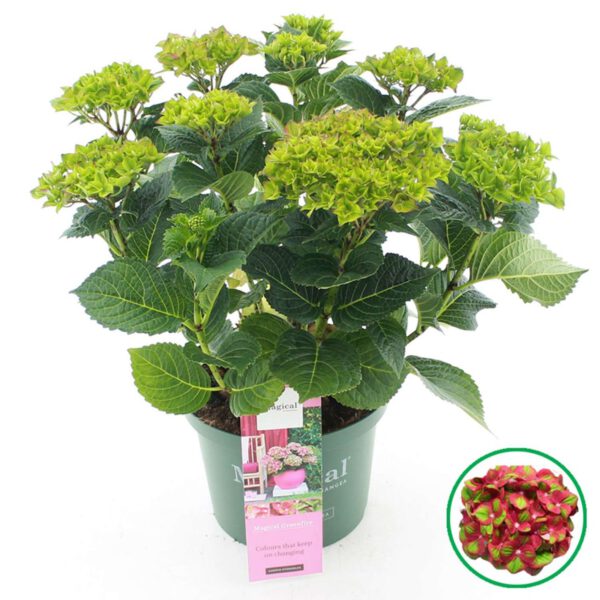 Hortensie 'Magical® Greenfire'