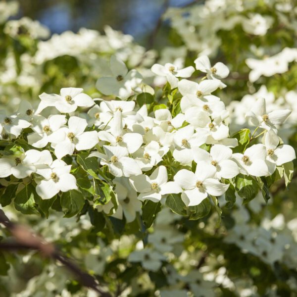 Blumenhartriegel