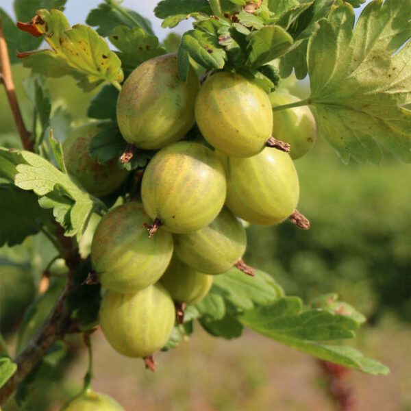 Stachelbeere 'Giggles® Green'
