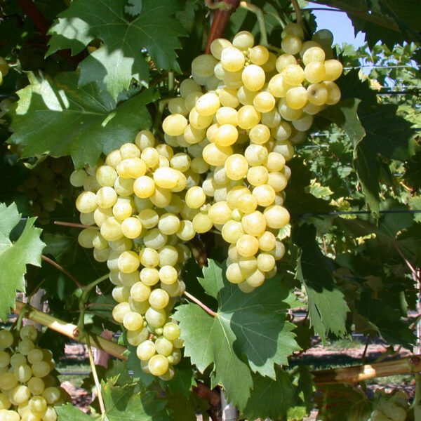 Weintraube 'Polo Muskat'