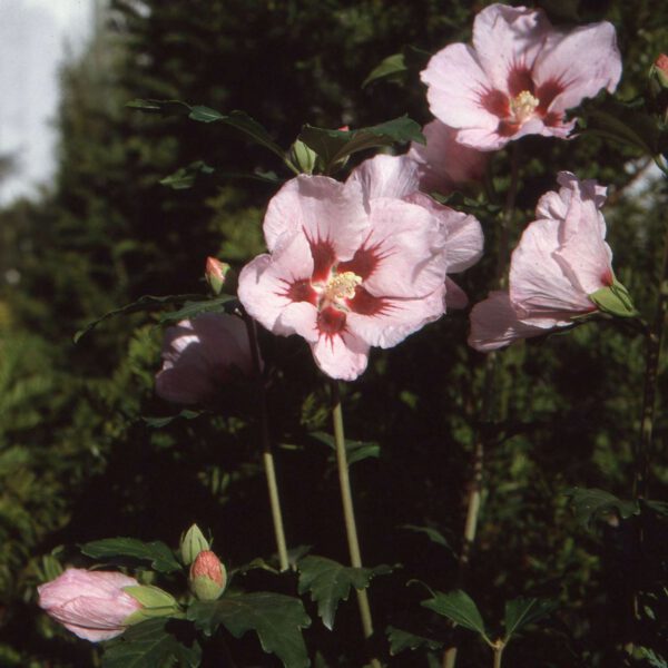 Garteneibisch / Hibiskus 'Hamabo'